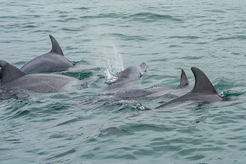 Noosa Oceanrider Scenic Dolphin Safari - Darwin Tourism 3