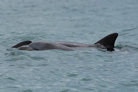 Noosa Oceanrider Scenic Dolphin Safari - Darwin Tourism 4