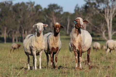 Towri Sheep Cheese Farm Tour (Fridays) - Darwin Tourism 1