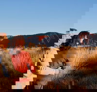 Uluru Sunrise and Kata Tjuta Half Day Trip - Darwin Tourism