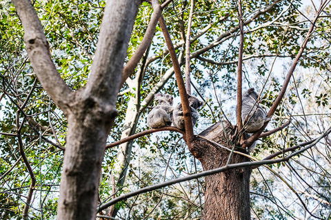 2-Day Combo: Sydney City Tour, Sydney Harbour Lunch Cruise And Blue Mountains Day Trip - Darwin Tourism 22