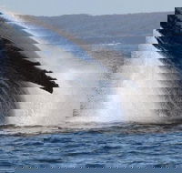 Jervis Bay Whale Watching Tour - Darwin Tourism