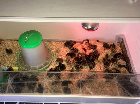 Meet The Animals - Darwin Tourism 2