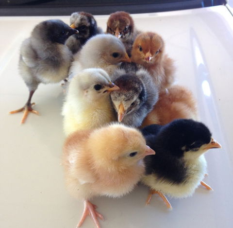 Meet The Animals - Darwin Tourism 1