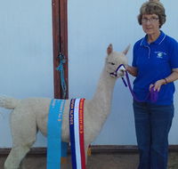 Marchmont Park Alpacas - Darwin Tourism