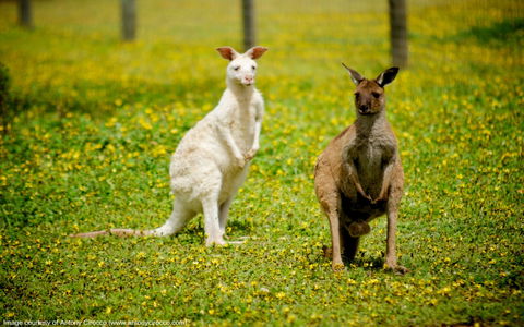 Bordertown Wildlife Park - Darwin Tourism 0