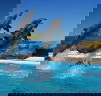 Dolphin Marine Conservation Park - Darwin Tourism