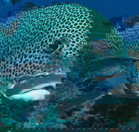 Fish Bowl Dive Site - Darwin Tourism