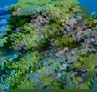 Keeper Reef Dive Site - Darwin Tourism