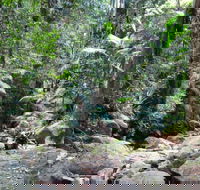 Lyrebird track - Darwin Tourism