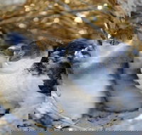 Penguin Island - Darwin Tourism