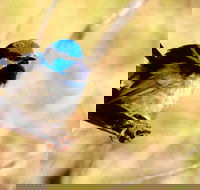 Shepherds Bush - Darwin Tourism