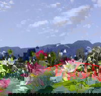 Blue Lotus Water Garden - Darwin Tourism