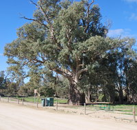 Giant Gum Tree