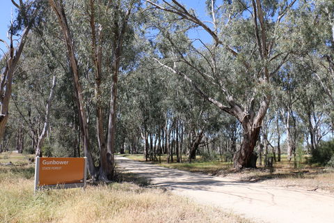 Gunbower Island Forest Drive - Darwin Tourism 2