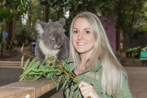 Koala Park Sanctuary - Darwin Tourism 0