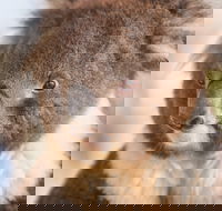 Kyabram Fauna Park - Darwin Tourism