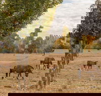 Lemington - Darwin Tourism