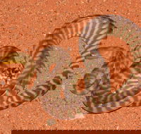 Red Desert Reptiles - Darwin Tourism