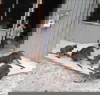 The Patriarch Wildlife Sanctuary