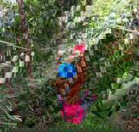 TreeTop Challenge - Sunshine Coast - Darwin Tourism