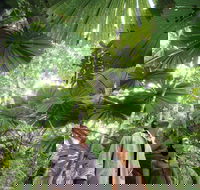 Wet Tropics Rainforest - Darwin Tourism