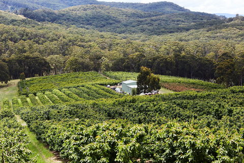 Yarra Valley Cherries - Darwin Tourism 2