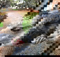 Alpaca Farm Experience at Crookwell - Darwin Tourism