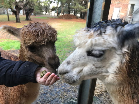 Alpaca Farm Experience At Crookwell - Darwin Tourism 0