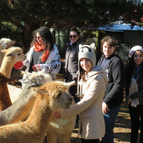 Alpaca Farm Experience At Crookwell - Darwin Tourism 2