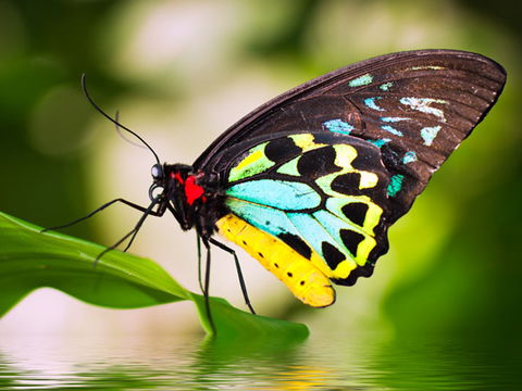 Australian Butterfly Sanctuary - Darwin Tourism 1