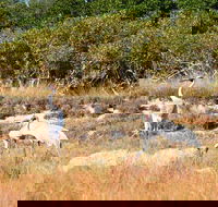 Cape Keraudren Nature Reserve - Darwin Tourism