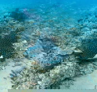 Child Island Dive Site - Darwin Tourism