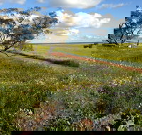 Coorow Wildflower Drive - Darwin Tourism