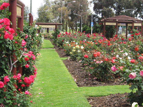 Cowra Rose Garden - Darwin Tourism 0
