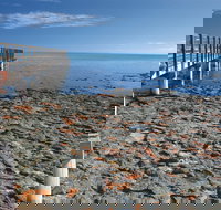 Hamelin Pool Stromatolites - Darwin Tourism