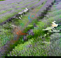 Lavandula Swiss Italian Farm - Darwin Tourism