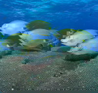 Lodestone Reef - Darwin Tourism