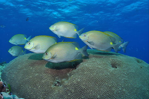 Lodestone Reef - Darwin Tourism 0