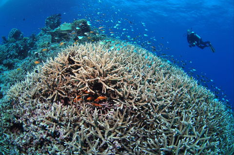 Lodestone Reef - Darwin Tourism 1
