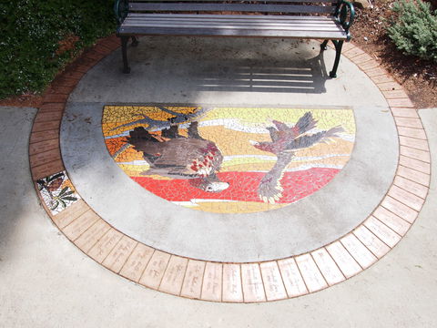Mosaic Pathway (WASS) - Darwin Tourism 2