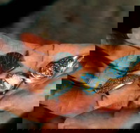 Opalton - Darwin Tourism