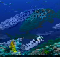 Osprey Reef - Darwin Tourism