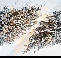 Serpentine Gallery - Darwin Tourism