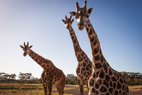 Werribee Open Range Zoo - Darwin Tourism 1