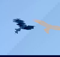 Yanga Lake Red Gum Bird Hide - Darwin Tourism