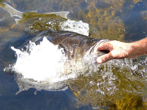 Barra Feeding - Darwin Tourism 1