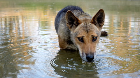 Durong Dingo Sanctuary - Darwin Tourism 1