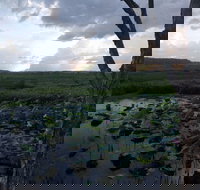 Fogg Dam Conservation Reserve - Darwin Tourism