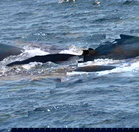 Gerringong Whale Watching Platform - Darwin Tourism